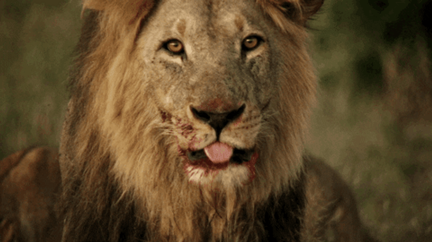 Savage Lion Tongue Licking
